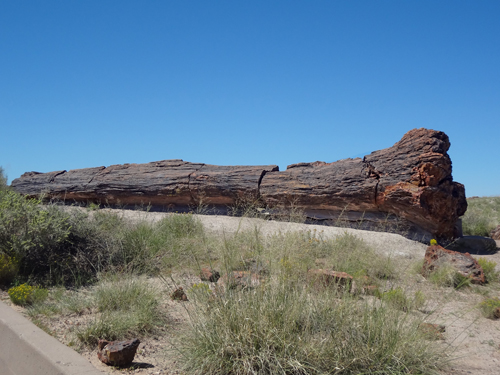 Old Faithful in the Petrified Forest Giant Logs Trail